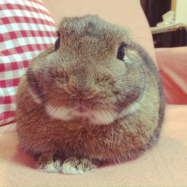 yuzu0223さんの実例写真