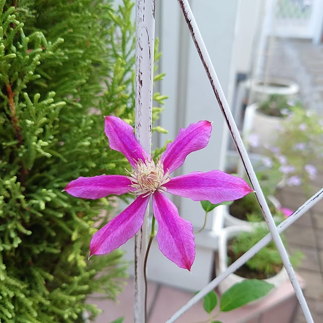 fleur-mamanさんの部屋