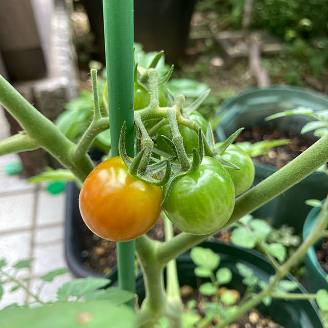 pu_chinさんの実例写真
