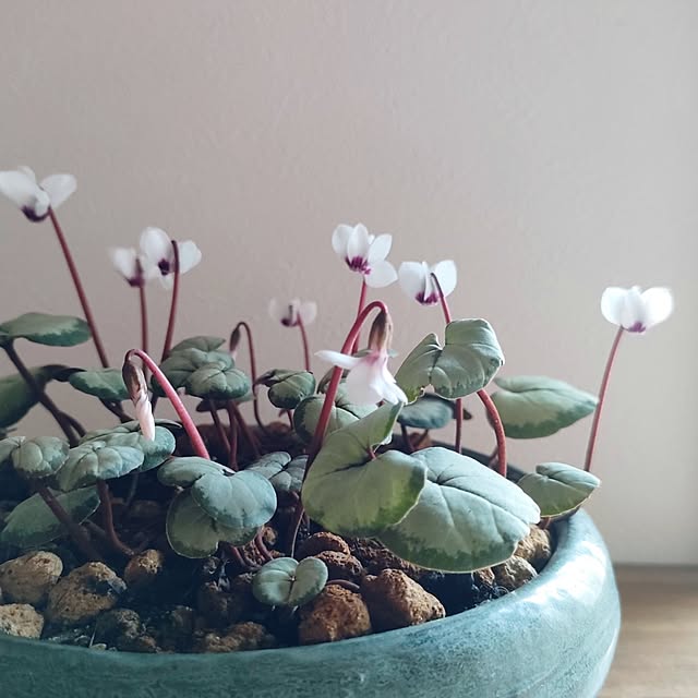 hana-さんの部屋