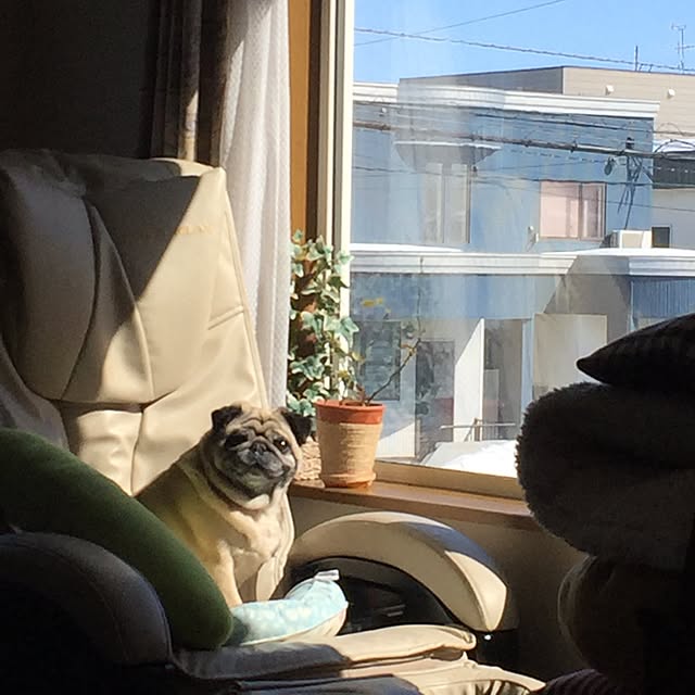 picoさんの実例写真