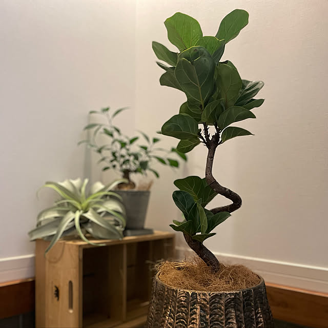 観葉植物のある暮らし/フィカスバンビーノ/カシワバゴム/観葉植物/イズロイエ...などのインテリア実例 - 2022-03-18 16:02:06