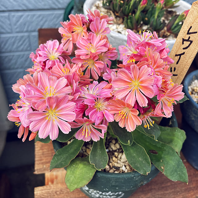 CoCo0617さんの実例写真