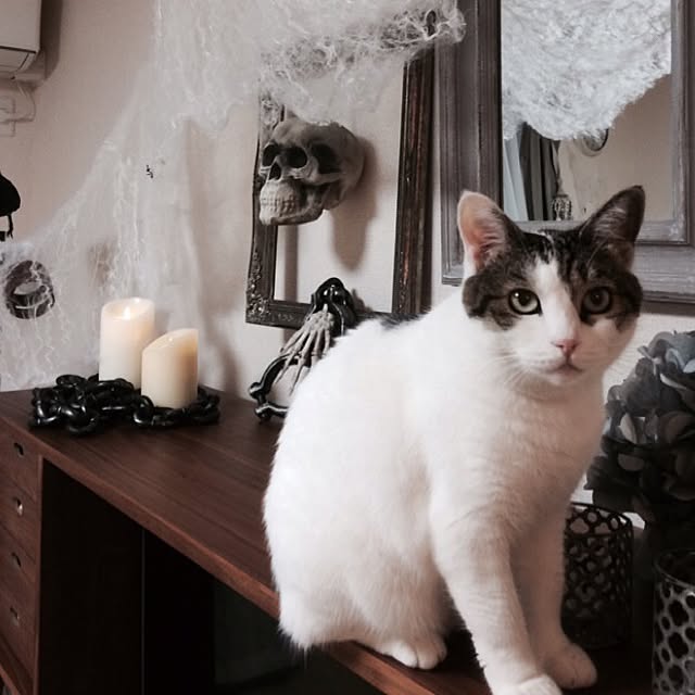 実例写真