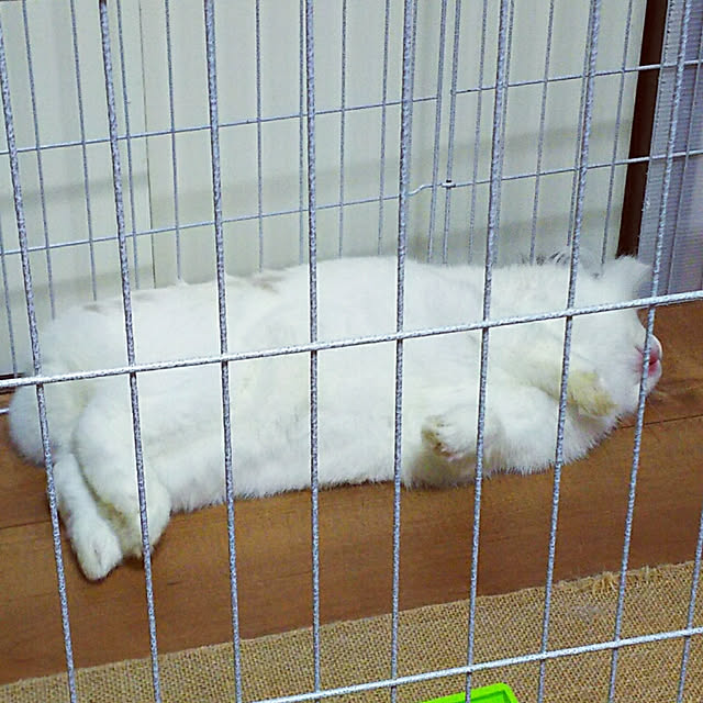 WASABIさんの実例写真