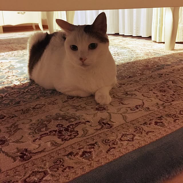coedodecoさんの実例写真