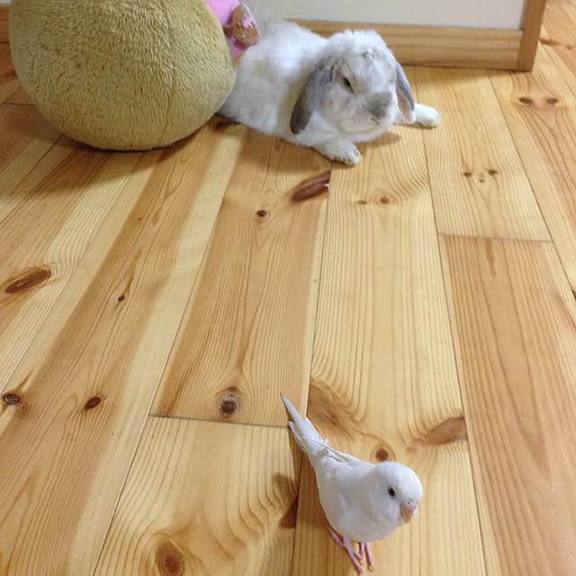 aiaiさんの実例写真