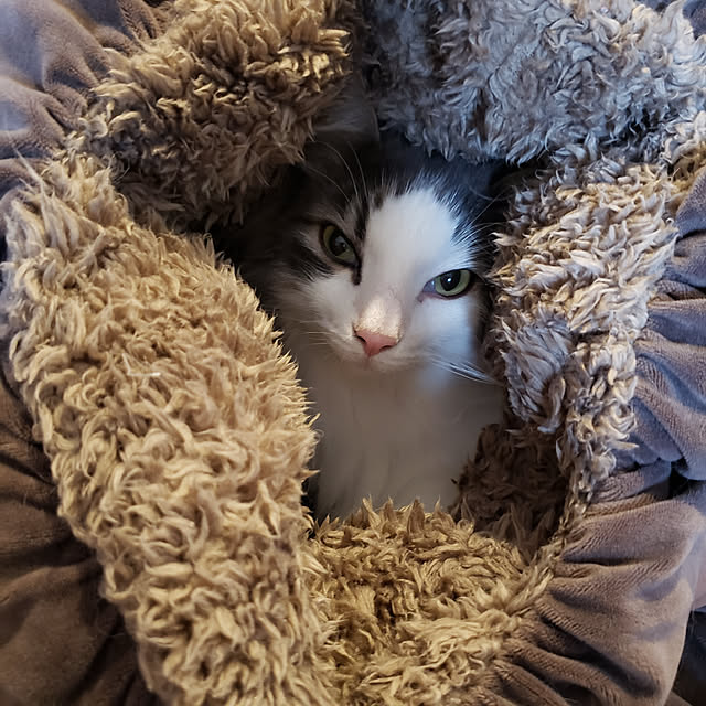 mofさんの実例写真