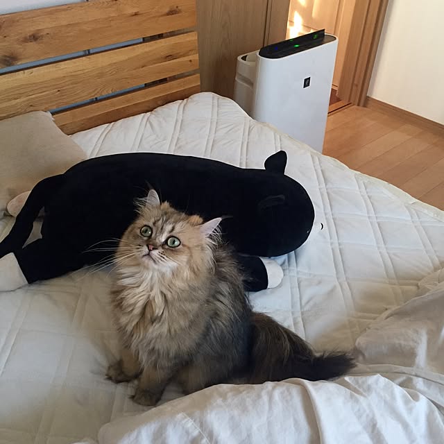 butachanさんの実例写真