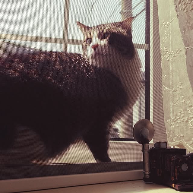 実例写真