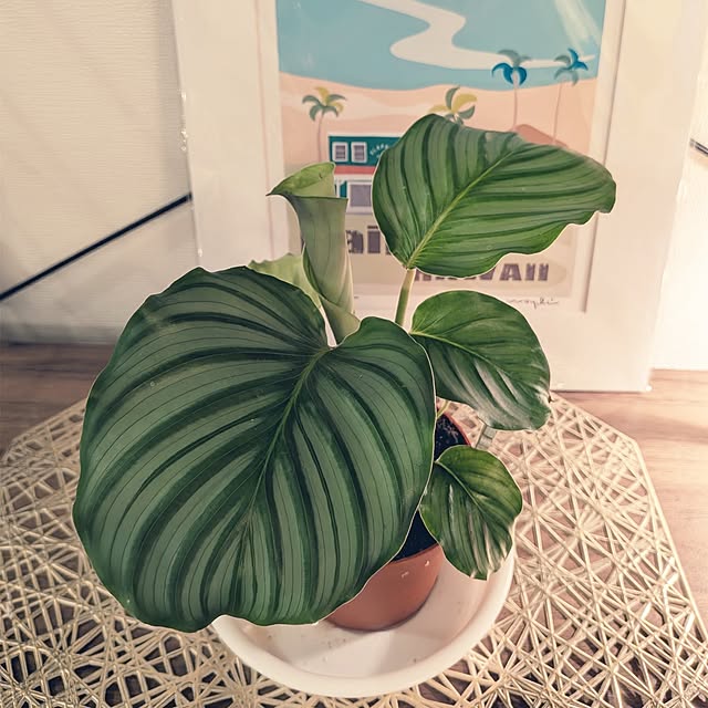 kolo92さんの実例写真