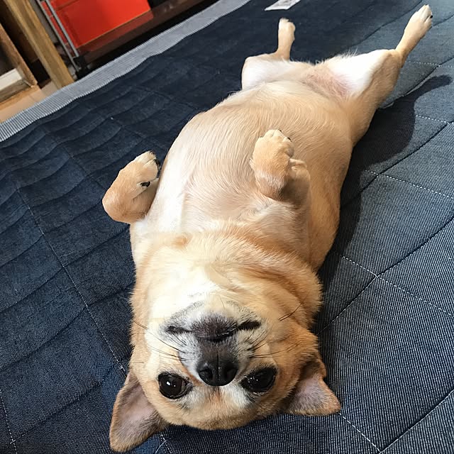 mamayuさんの実例写真