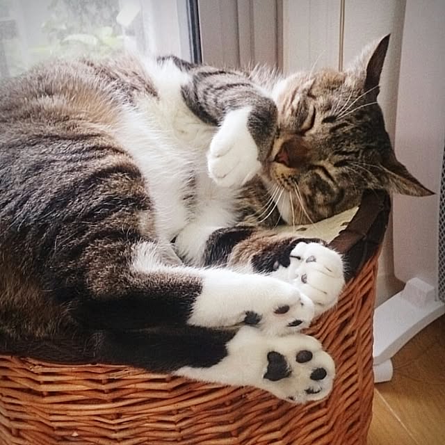 Lukiさんの実例写真