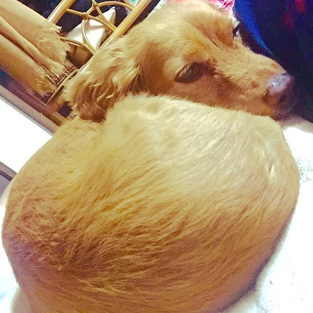 sakuさんの実例写真