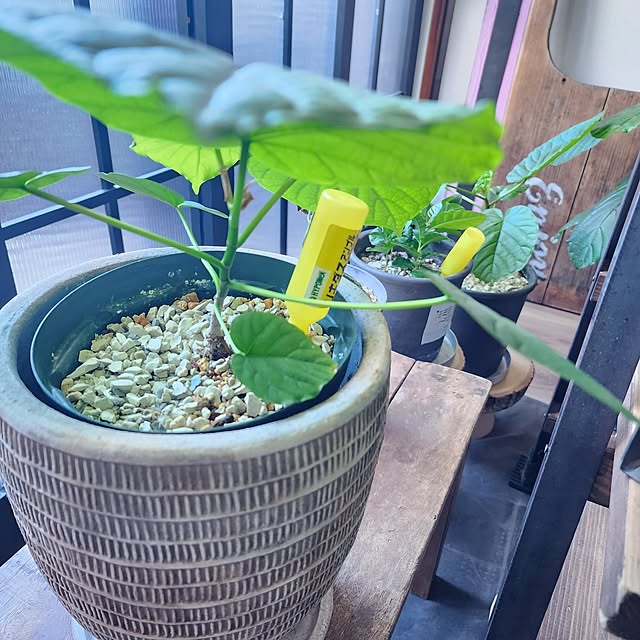 CYNOSさんの部屋