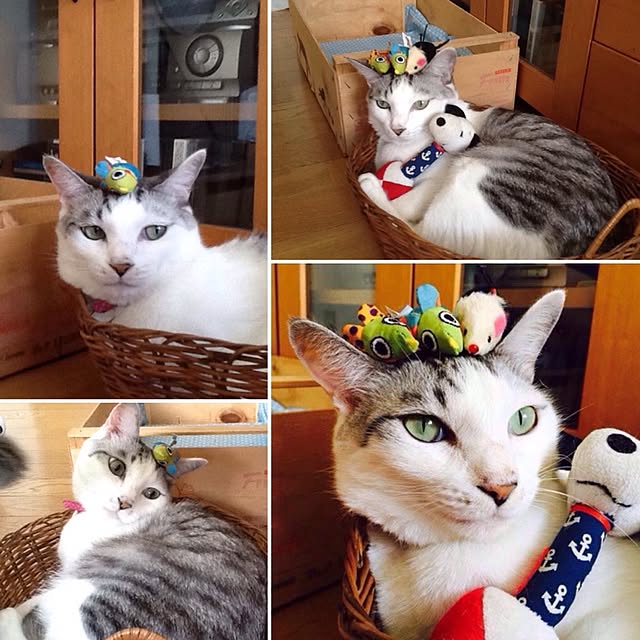 Mikaさんの実例写真