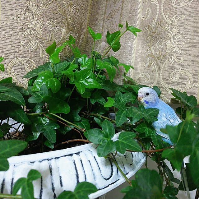 papamamaさんの実例写真