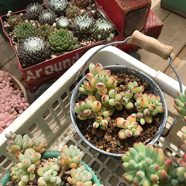 miniさんの実例写真
