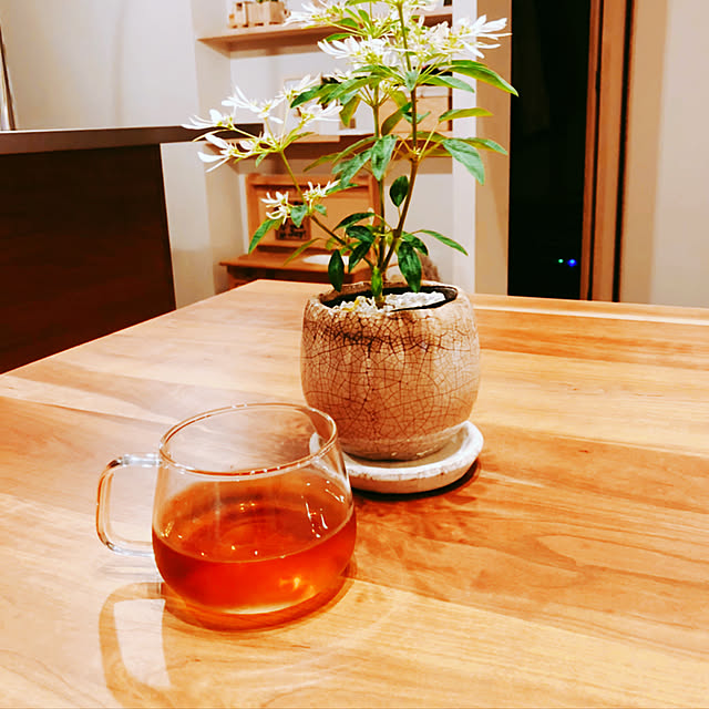 ダイソー/観葉植物/ミニマムライフ/シンプルライフ/北欧インテリア...などのインテリア実例 - 2020-12-06 21:14:13
