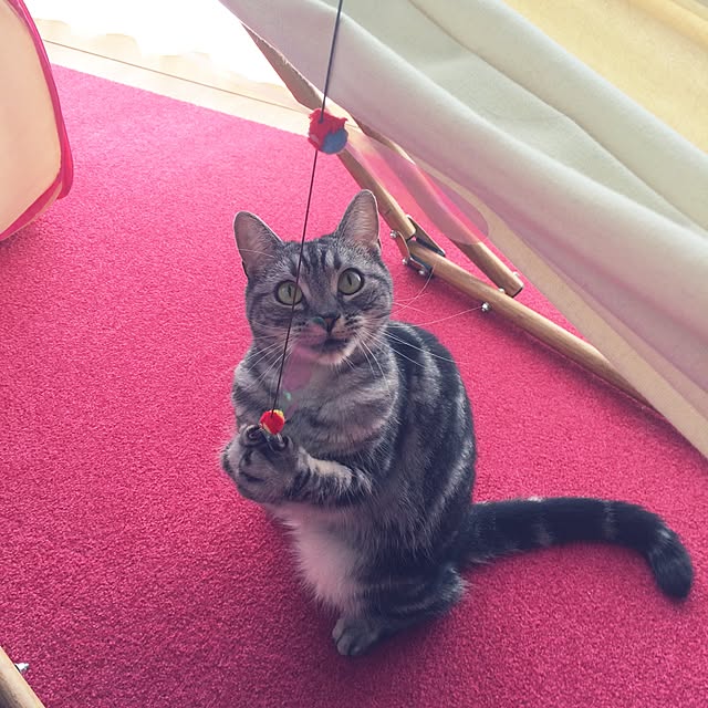 mikomaruさんの実例写真
