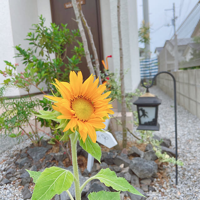 fumofumoさんの実例写真