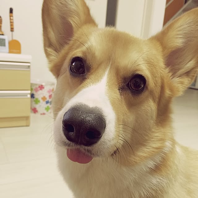 terumi.724さんの実例写真