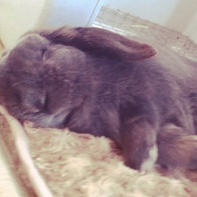 calminさんの実例写真