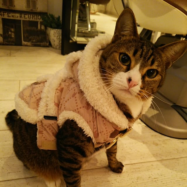 Motchanさんの実例写真