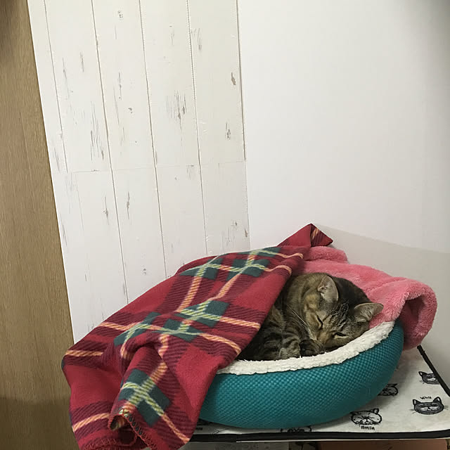 syutanさんの実例写真
