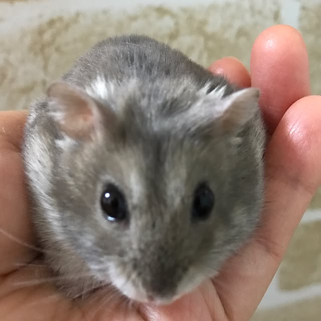 marronさんの実例写真