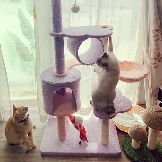 tomoyoさんの実例写真