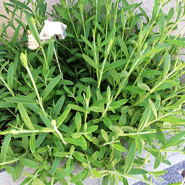 yasuyoさんの実例写真