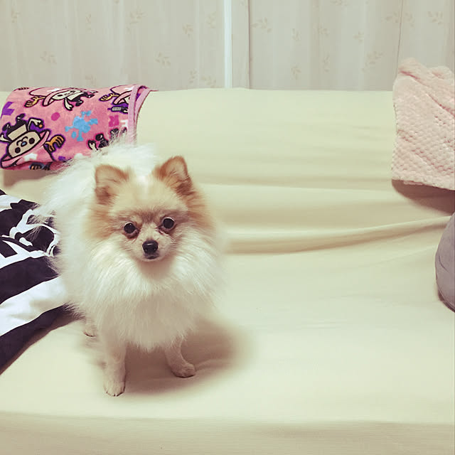 kyonkocさんの実例写真