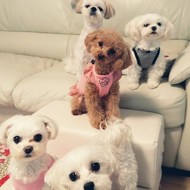 VIORAさんの実例写真