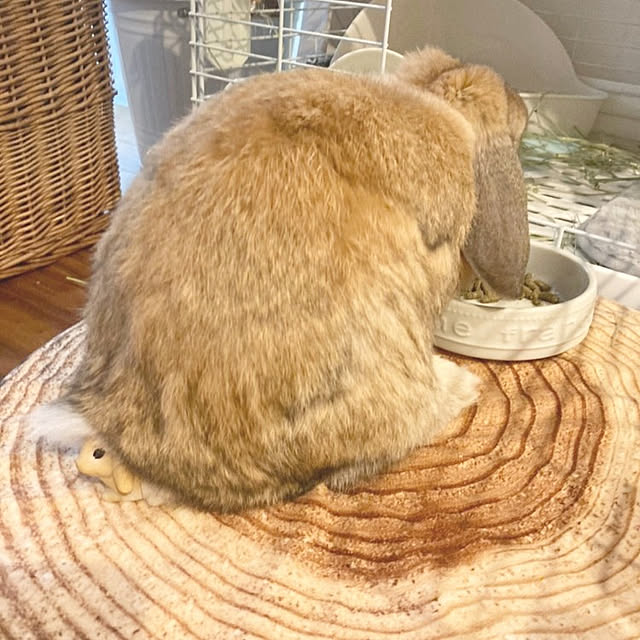 suzuさんの実例写真