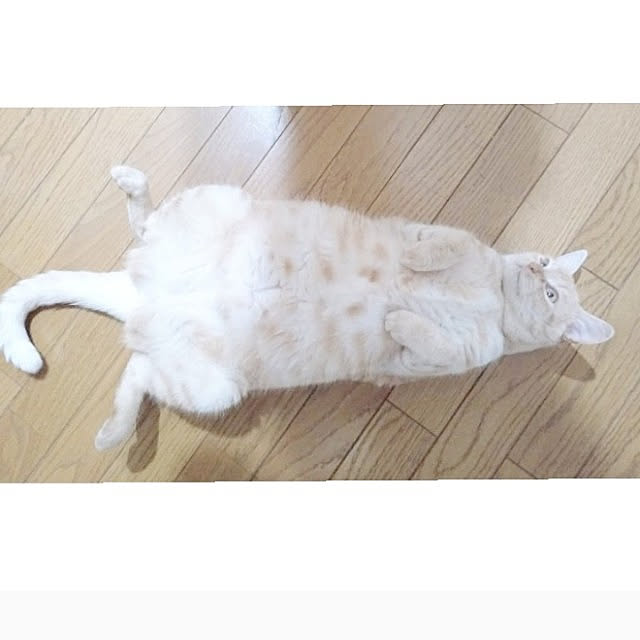 heart.emiemi57.whiteさんの実例写真