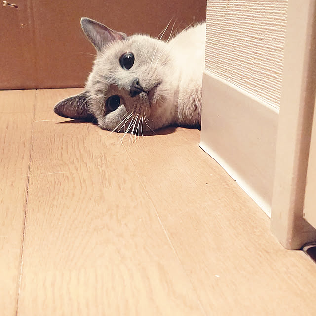 WRAITHさんの実例写真