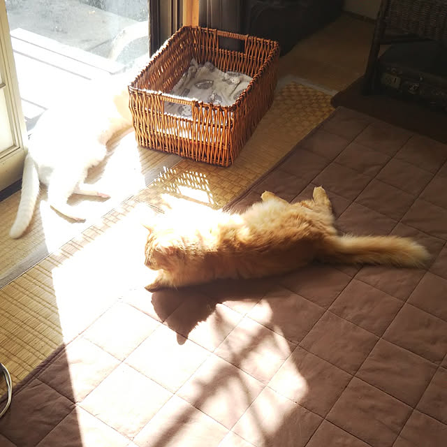 gabさんの実例写真