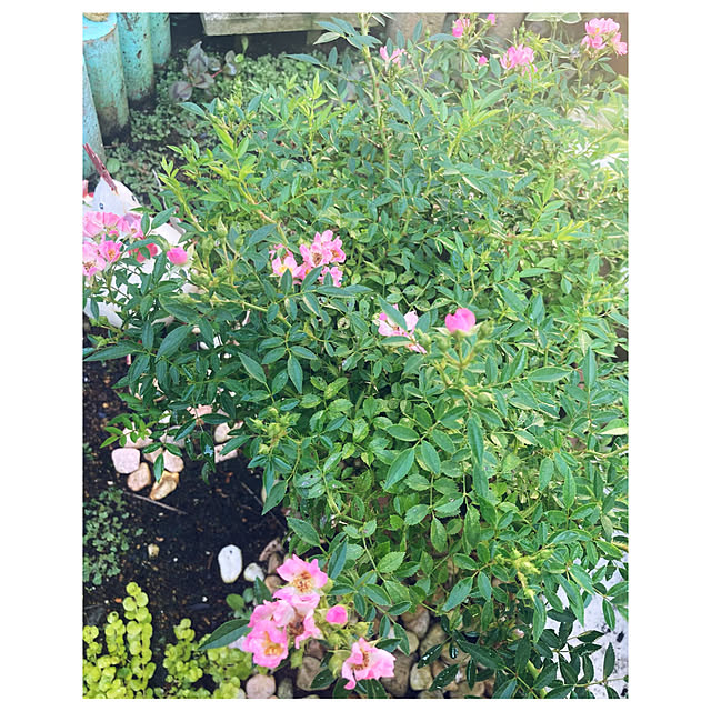 CoCo0617さんの実例写真