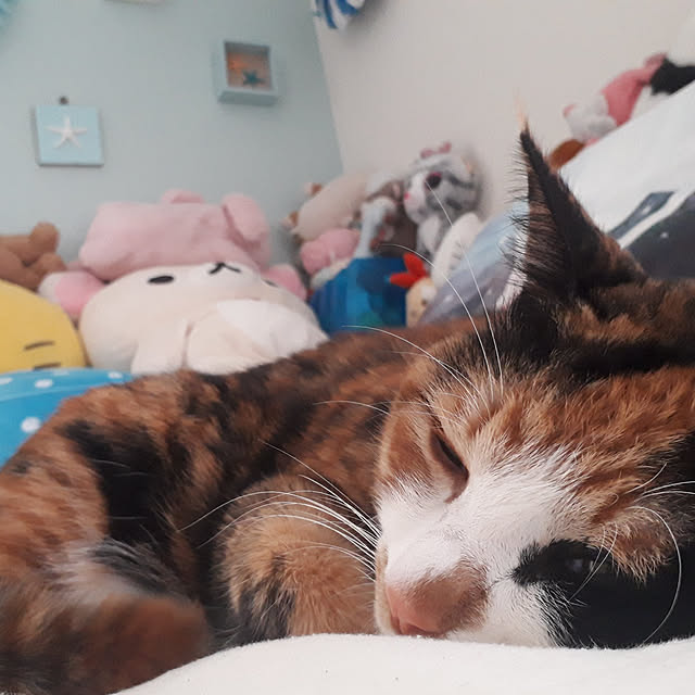 aiさんの実例写真