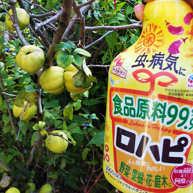 Tirorinさんの実例写真
