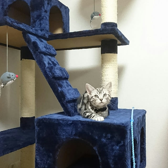 CatClipさんの実例写真