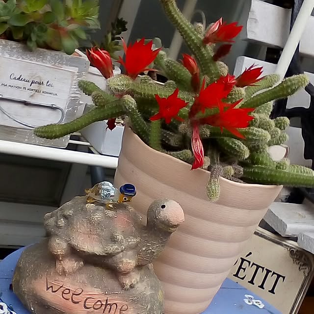 mariagardenさんの実例写真