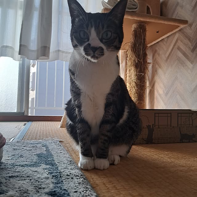 shinoさんの部屋
