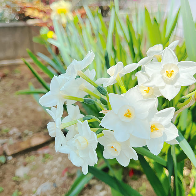 eriharuさんの実例写真