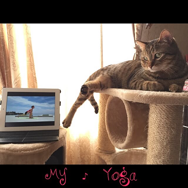 MASAさんの実例写真