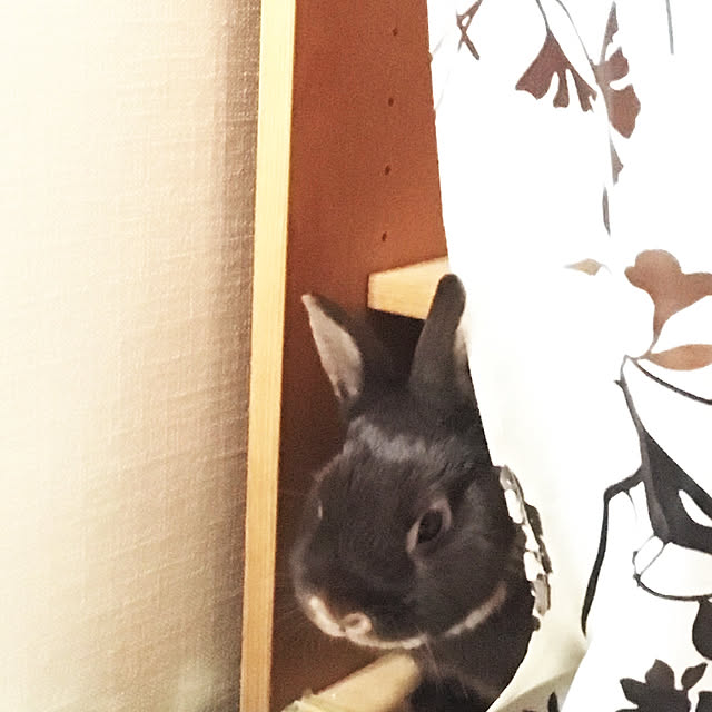 mo-nosukeさんの実例写真
