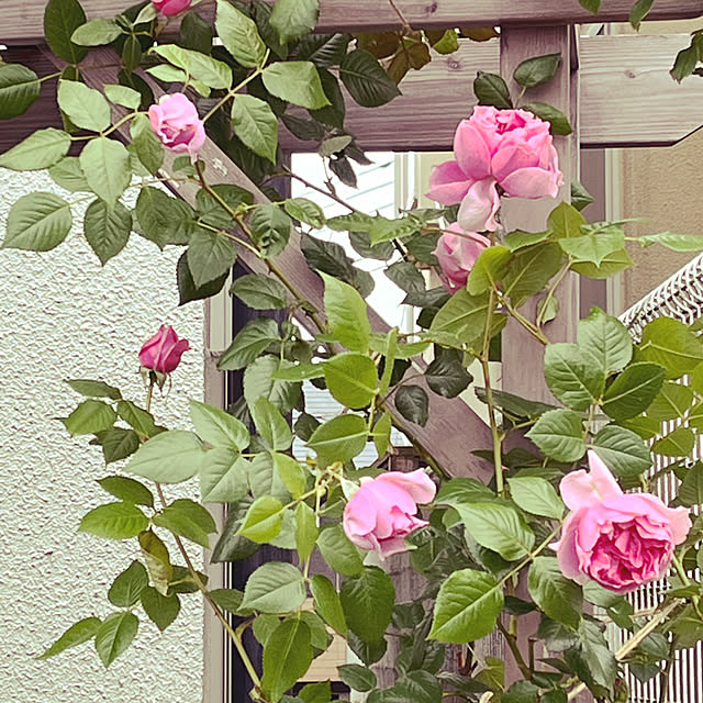 seiseiさんの実例写真