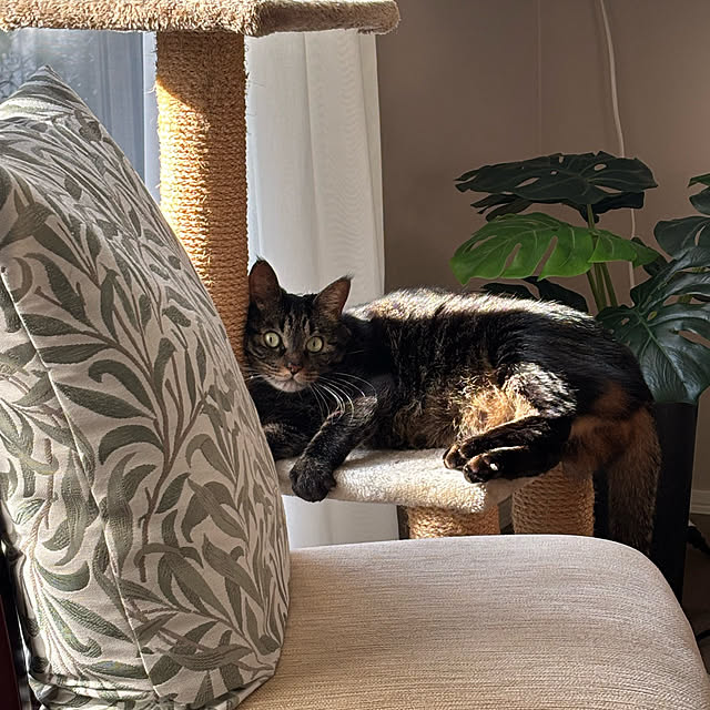 momocchiさんの部屋