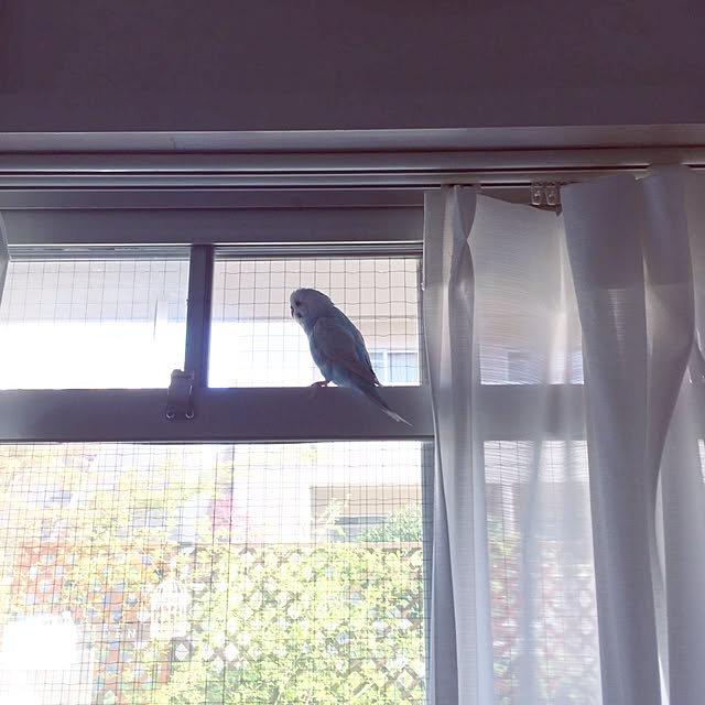 kusuttoさんの実例写真
